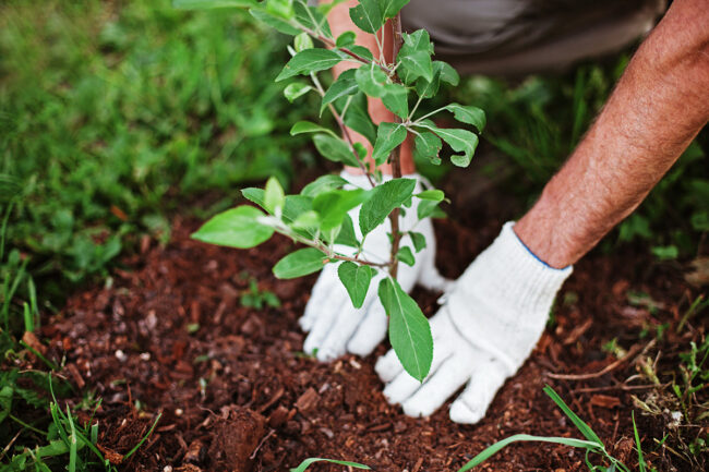 Urgent Tree Service Pricing